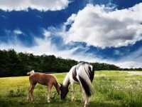 /album/charros/images-3-jpg/